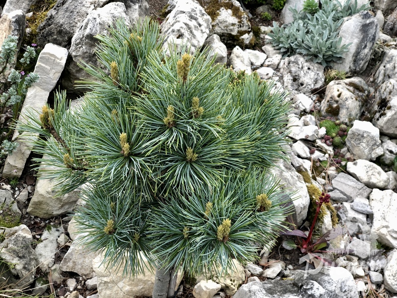 Хвойные каталог. Сосна Блю Болл. Pinus koraiensis 'Silveray'. Сосна корейская Блю Болл. Сосна Кедровая корейская Silveray.